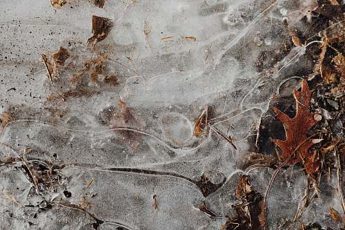 arnold arboretum of harvard university grey, brown, and black abstract painting boston